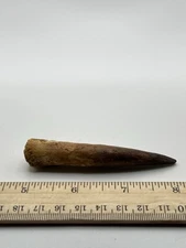 Spinosaurus 3.25” TOOTH  Teeth Dinosaur Fossil before T Rex Cretaceous SC 142