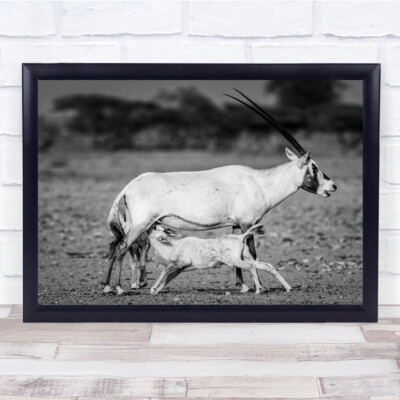 Arabische Oryx Ziege mit Baby Fütterung Wandkunstdruck