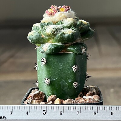 A16-1386.Cactus... fissuratus (hooked tubercles) (Grafted)