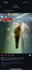 100 Malaysian Trumpet Snails  3 FREE Live Plants 