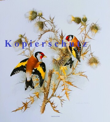Rarität Aquarell Naturmotiv Distelfink Kunstdruck Reproduktion