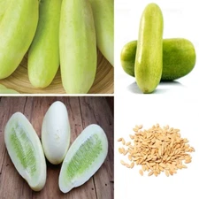 20 White Cucumber Seeds Organic Pepino Seeds Fast Growing 20 Seeds