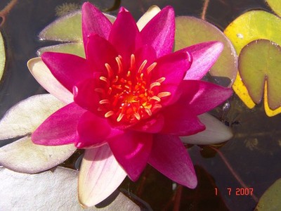 Nymphaea Falconer  Rubinrot/pink-blühende  KLEINBLEIBENDE  Seerose 20-60 cm Wst.