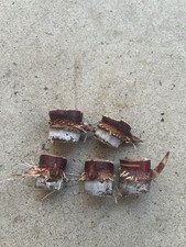 5 Rooted Dark Purple Sugarcane Cutting Sweet And Juicy Ready To Plant