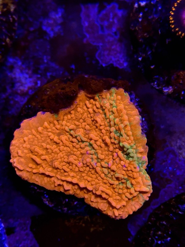 TNTcoral WWC Grafted Montipora-WYSIWYG-Frag-Live Coral-LPS-SPS-ZOA