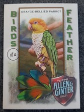 2021 TOPPS ALLEN AND GINTER BIRDS OF A FEATHER PARROT INSERT#BOF-9