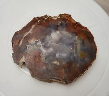 509G Arizona Petrified Wood Lapidary specimen