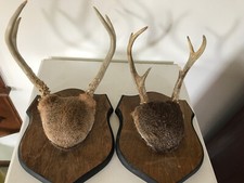 2-Whitetail Antler Wood base plaque taxidermy mount Michigan Harvest Bucks