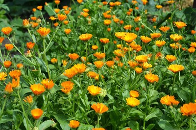 100 Samen Calendula officinalis (Topf Ringelblume) - essbare & Heilblume