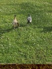 12 Pure Appenzeller Spitzhauben Hatching Eggs. — photo 5
