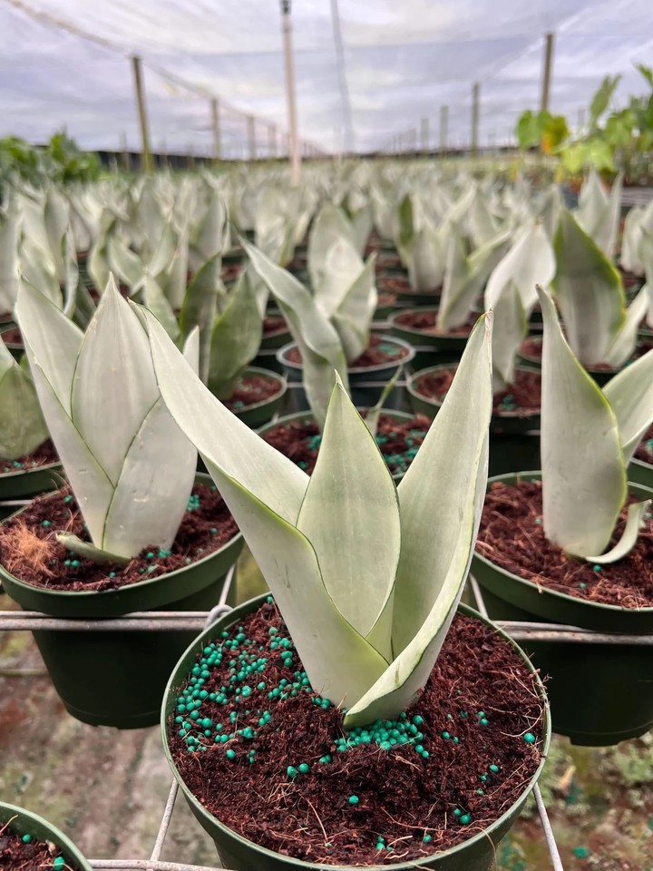 Silver Python Plant Moonshine Sansevieria | Silver SNAKE PLANT | LIVE Houseplant in 6