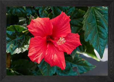 Hibiskus in Blüte im G Gerahmtes Wandbild Poster Leinwanddruck Bild
