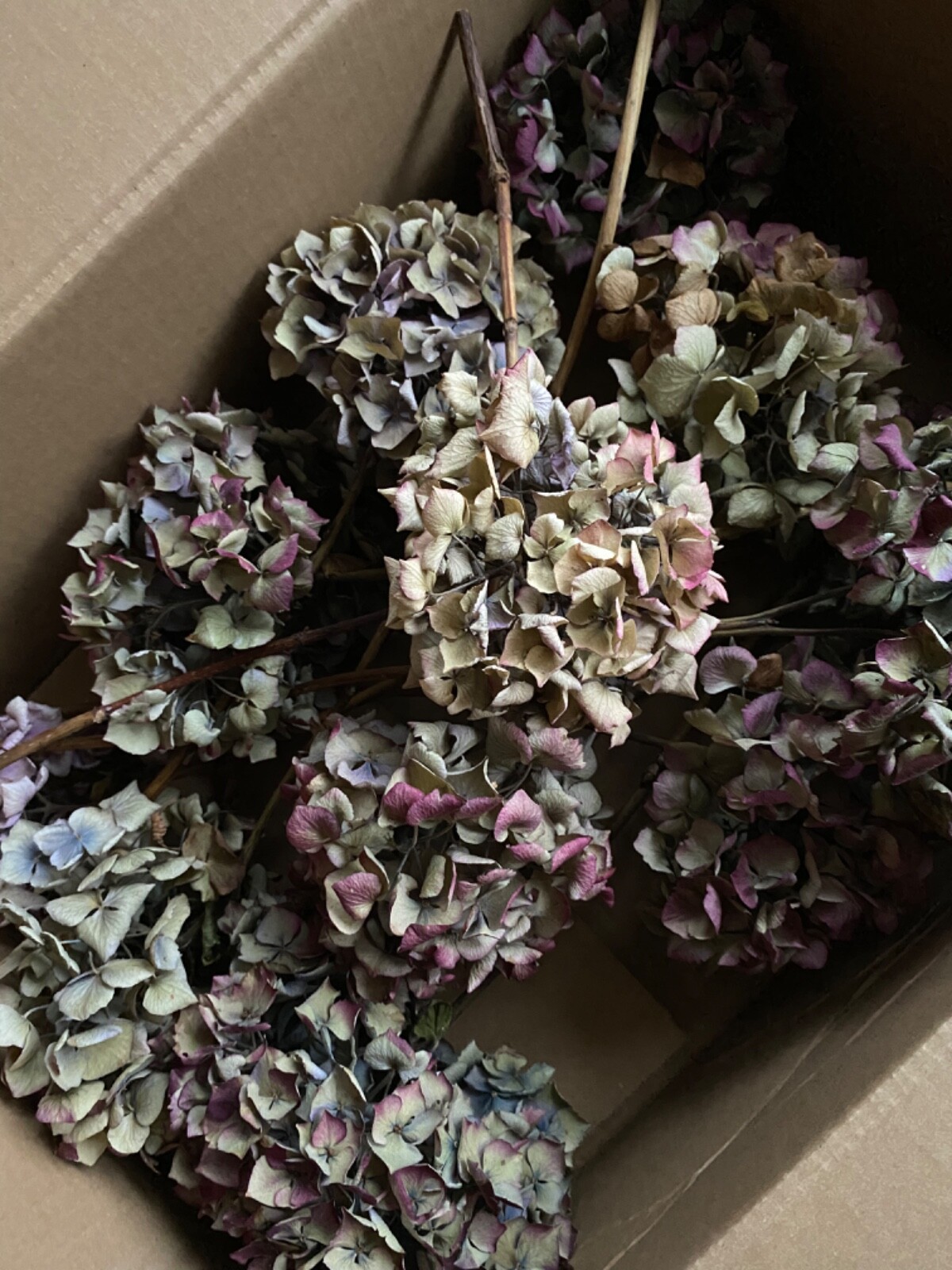 Real Dried Hydrangea Flowers x 5 Excellent Quality 5 stems For