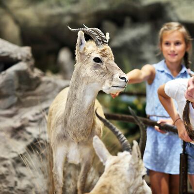 Leipzig Zoo 4 Tage Kurzurlaub | Familie Reisegutschein + Frühstück | Reise Deal