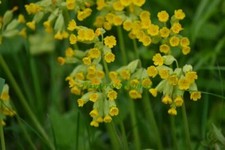 COWSLIP - UK NATIVE - 0.5 GRAM ~ 500 SEEDS