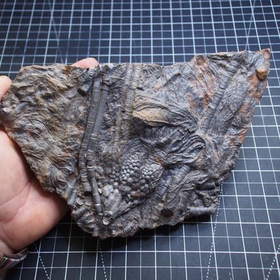 1.3 kg Mahoumacrinus sp. Scyphocrinites elegants Crinoid Devonian Fossil 2356