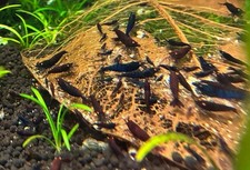 15 Orange Eye Blue Tiger  OEBT Shrimp - FREE SHIPPING