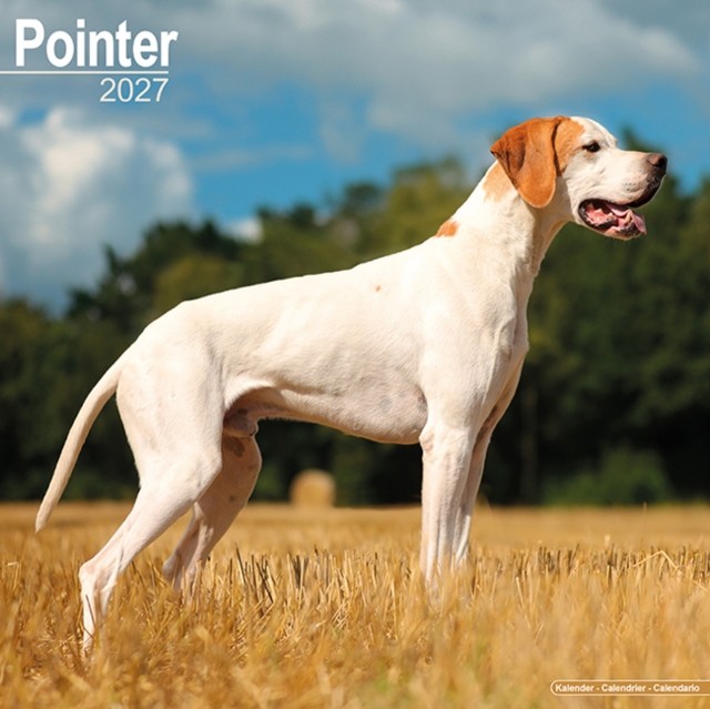 Pointer 2027 Calendar Square Wall Calendar Dog by Publishing Avonside | 2026 - Image 2
