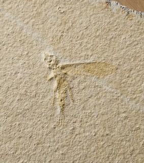 fossil insect on limestone slab / Solnhofen Eichstätt