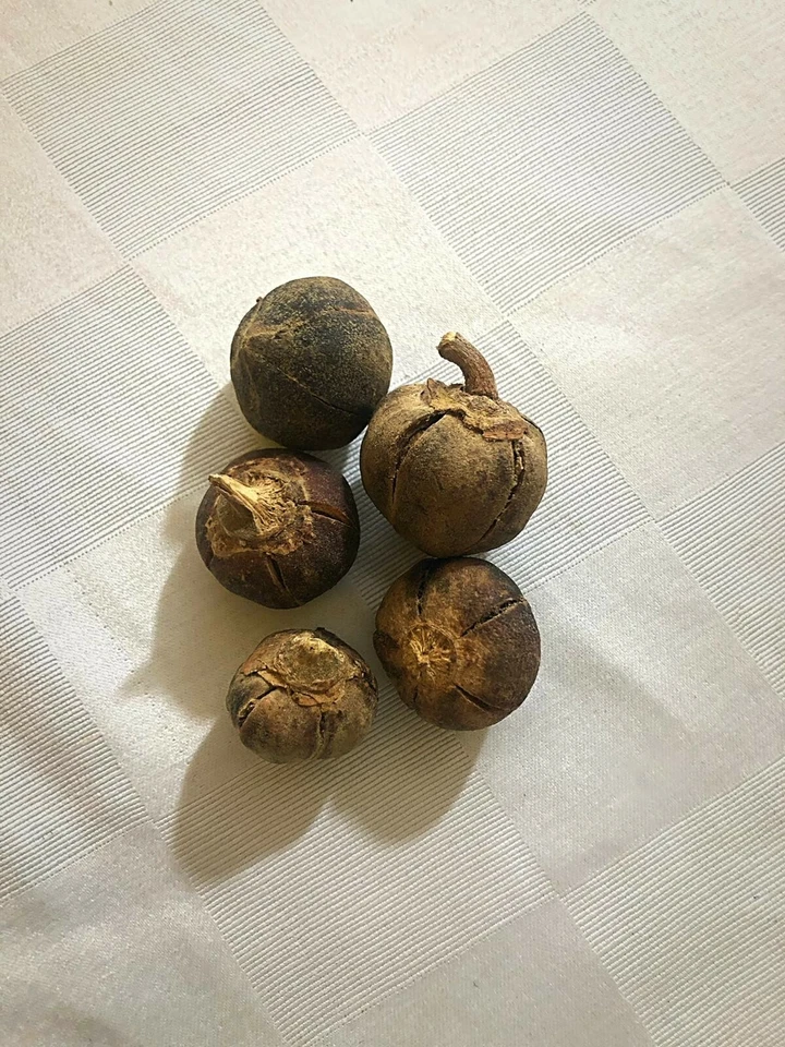 Azanza garckeana *GoronTula*Snot Apple   - Image 2 of 2