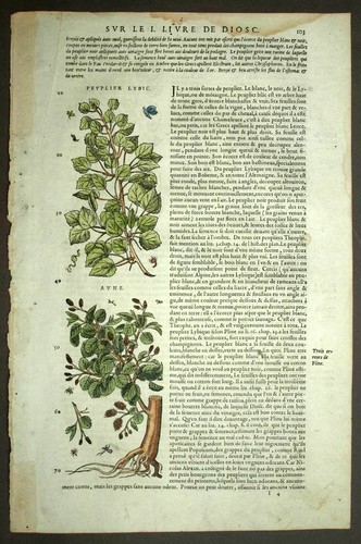Botany Plant The Poplar And L' Alder engraving Watercoloured, Matthiole ...
