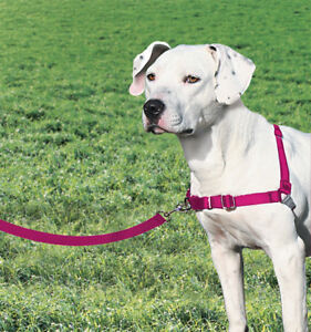 Petsafe Easy Walk Harness Size Chart