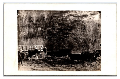 #ad #ad Antique 1914 RPPC Cows and Man On A Rural Oil City Pennsylvania Farm Postcard $30.00