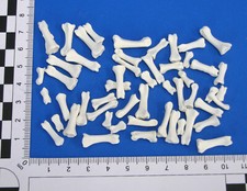 50-pak kości stóp kurczak domowy. Prawdziwe kości do dekoracji m.in.