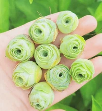 Set of 3/6/9 Small Greenovia dodrentalis Mountain Rose Succulent Plant