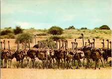 Postcard Flock of Ostrich Struthio camelus Wildlife of Kenya Africa