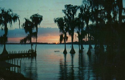 Silhouettes Of Cypress Trees Cypress Gardens Florida Postcard