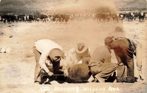 ARIZONA RPPC REAL PHOTO POSTCARD: COWBOY'S BRANDING A COW, WILLCOX, AZ