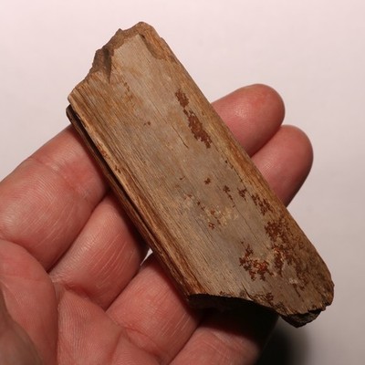 Nice Round Dinosaur Rib Piece - Hell Creek Formation Cretaceous Authentic Fossil