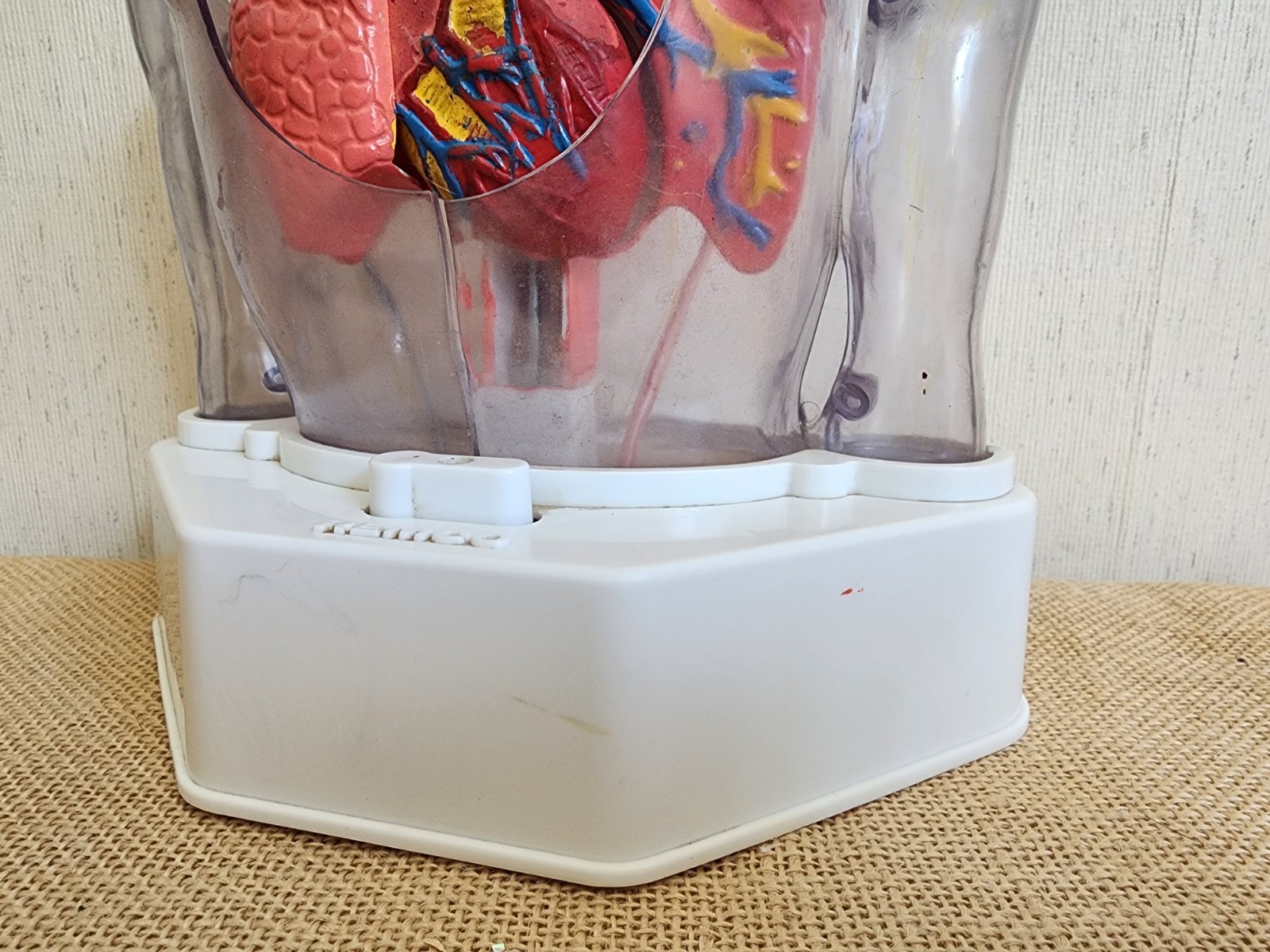 🩸Vintage Remco Medical Doctor's Office Cardiac Heart anatomy model Display