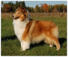 Rough Collie Fleece Blanket Throw 50x60 like Lassie or choose other Breeds