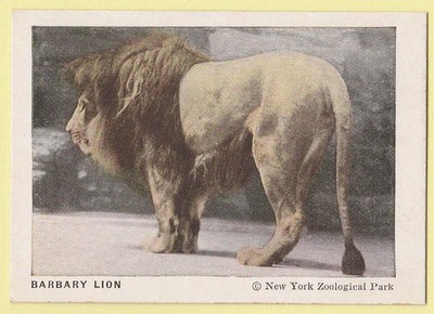 1933 Canadian Trade Card by Frostick Animal Cards F55 1933 #5 Barbary Lion