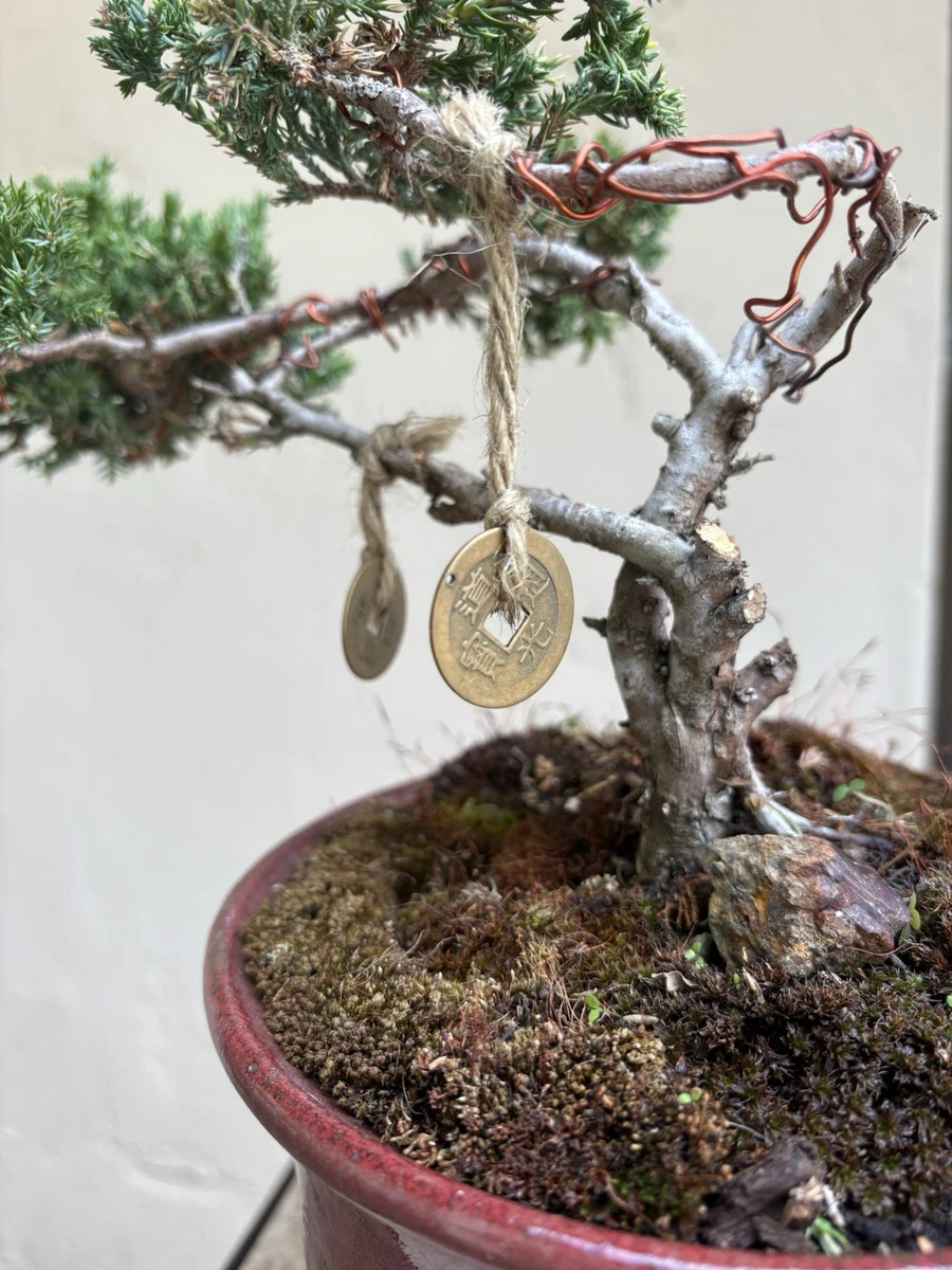 Juniper 盆景刺柏盆景| eBay