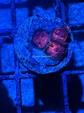 CE- WYSIWYG Space Chaos Zoanthid Frag Live Coral LPS SPS #R1GE1