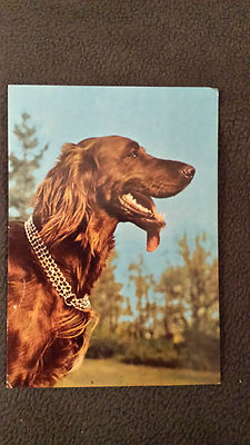 Für Liebhaber und Sammler: Alte  Postkarte: Hund - Irish Setter