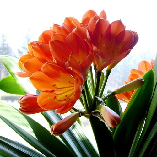 5 Clivia Seeds Kaffir Lily Clivia miniata Garden Flowers - Picture 6 of 15