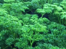 400 MOSS CURLED PARSLEY SEEDS  FRESH HARVEST FOR GARDENS