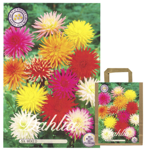 Dahlien Knollen Blumenzwiebeln dahlienknollen Mix Set Blühpflanzen Garten Balkon - Bild 10 von 10
