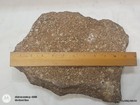 Natural Crinoid Fossils Death Bed Cluster Slab Orodovician - Arkansas 20lb #2 — photo 6