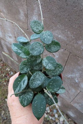 Hoya  Wachsblume  mathilde Splash 1 14.10