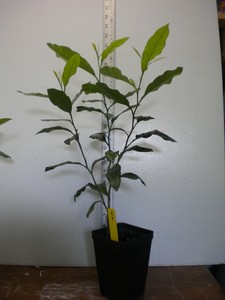 Meyer Lemon patio porch balcony indoor lemon tree edible ...