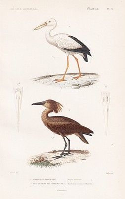 Scopus umbretta Storch stork Störche Vögel bird Stahlstich engraving Cuvier 1817