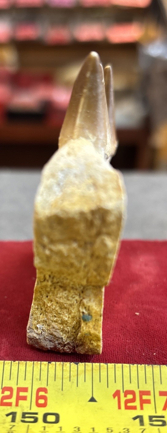 Mosasaurus JAW Bone Fossil with Three Teeth See Video