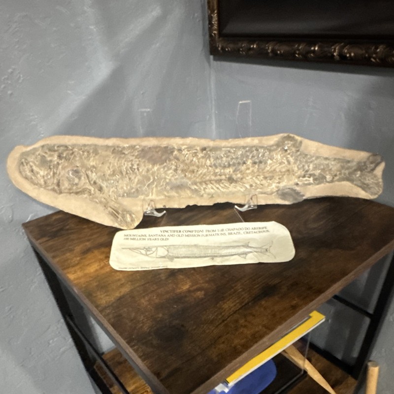 Vinctifer Fish Fossil in Limestone Matrix Specimen on Display Stand