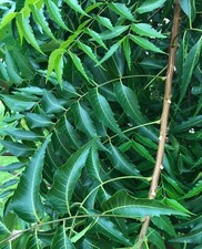 100-120 Organically Grown Fresh Neem leaves, Shipped from Florida
