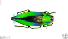Buprestidae - Jewel Beetle - Cyphogastra calepega (MorF) - Kei Island, Indonesia